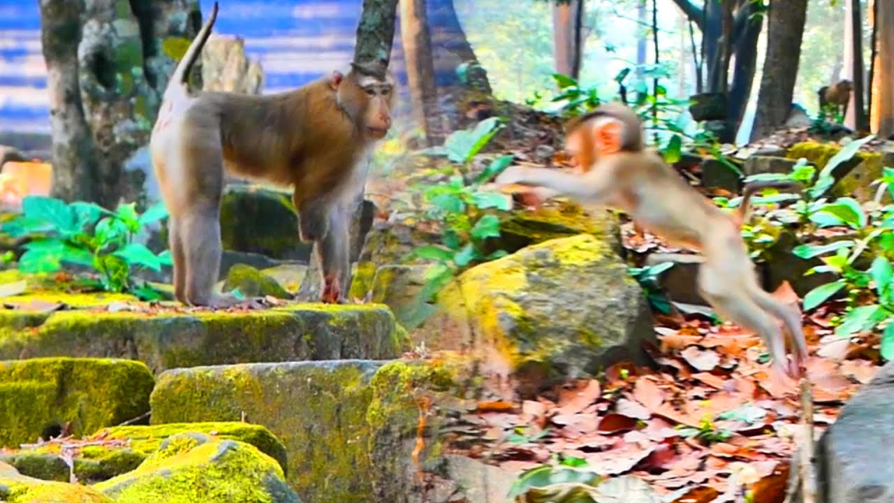 OH! Amazing baby Rina Jumping Fly run to welcome Papa Pongo while she sees Papa Pongo working