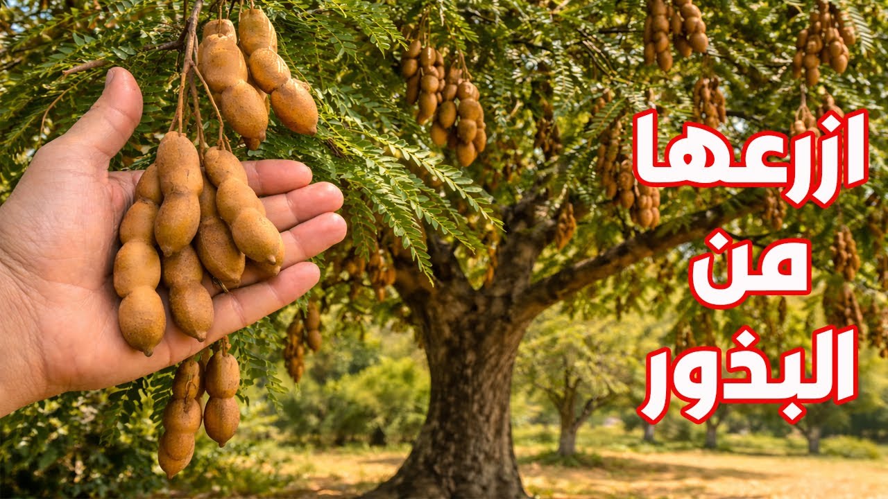شجرة فاكهة قوية تعيش لمئات السنين وتتحمل الحر والجفاف بذورها فى كل بيت