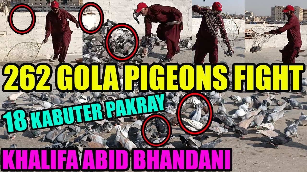 262 Gola Pigeons Fight Khalifa Abid Bhandani Kabooter Larrayya Catching 18 Pigeons Kabuter Pakray