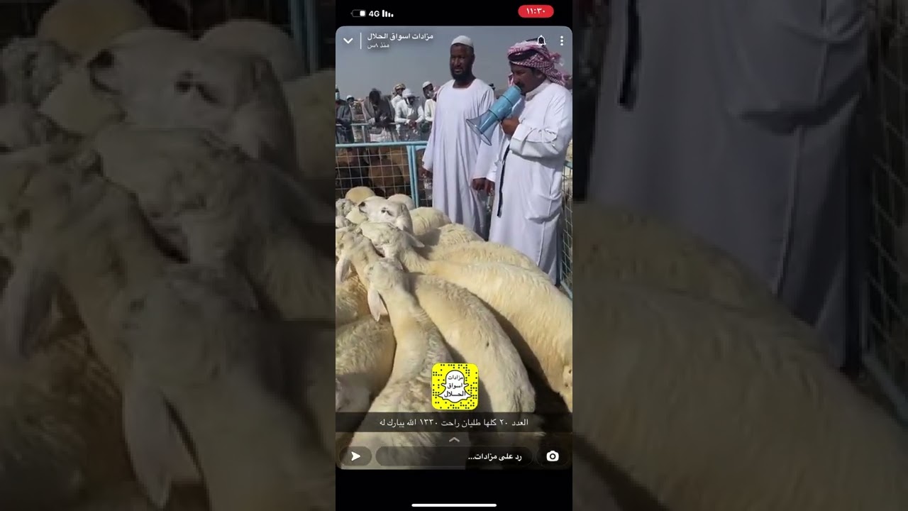 اسعار الحلال بحراج سوق المنصى الجمعة ٢٤/ ٧/ ١٤٤٣بمكة الكرمة قهوة الجبل