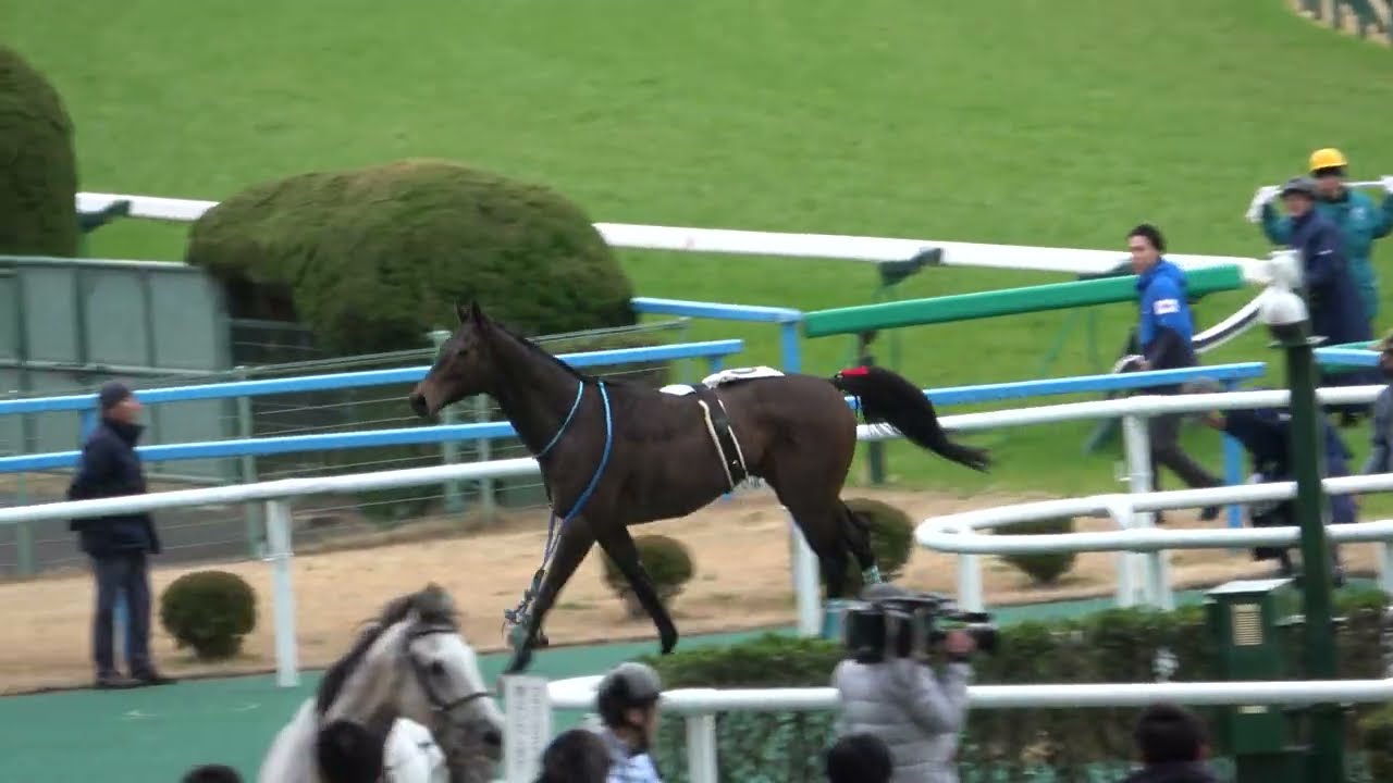 【落馬】騎手が落馬した③ルヴォルグ  無理に捕まえず厩舎へ誘導する 現地映像