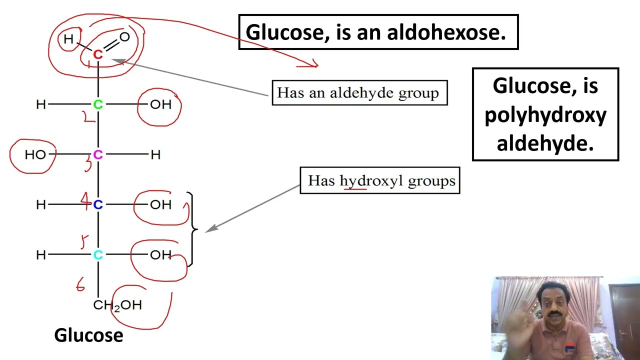 Chapter: 1 / Biological molecules / Part 5 / Carbohydrates / Sindh Text Board