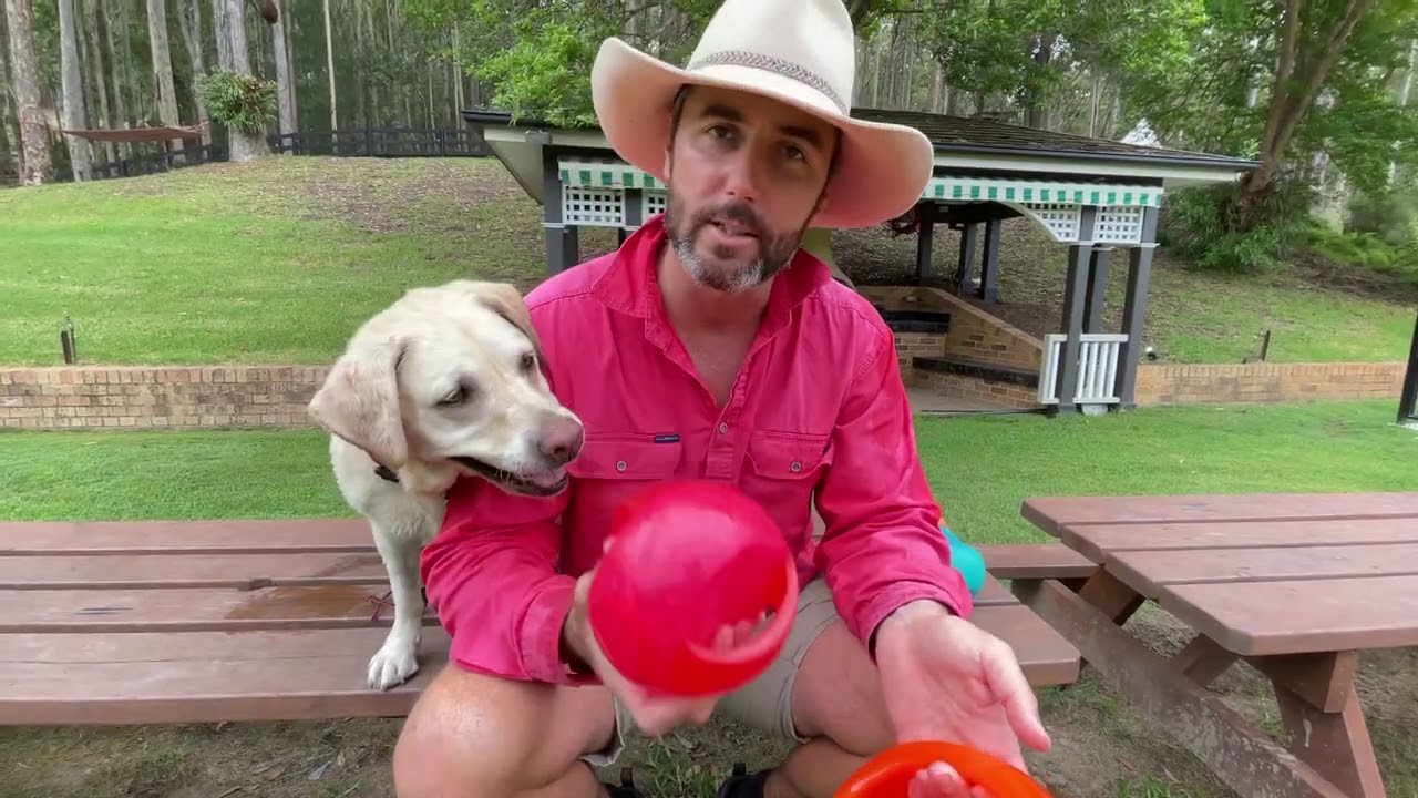 Farm Dog Review of the KONG Jumbler Ball