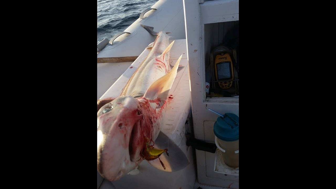 Ενα ομορφο ψαρεμα με kabura , Γαλέος galeorhinus galeus.....