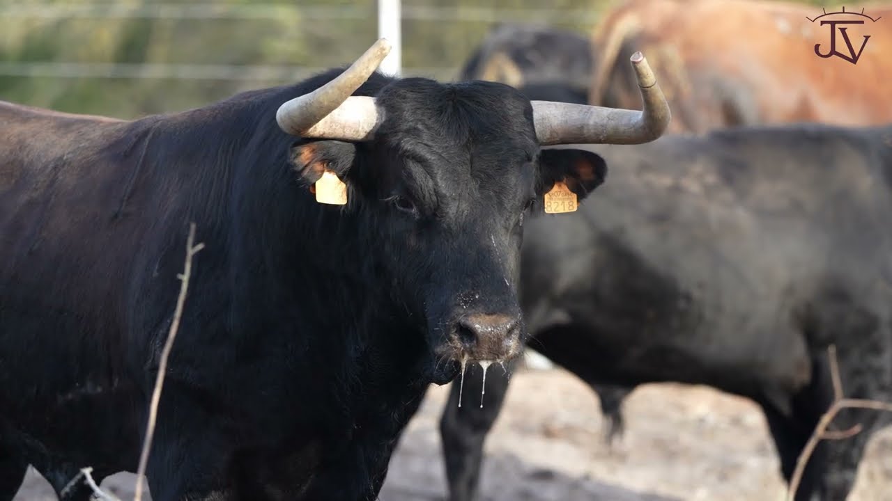 Toro de Cantinuevo Beas de Segura 2026