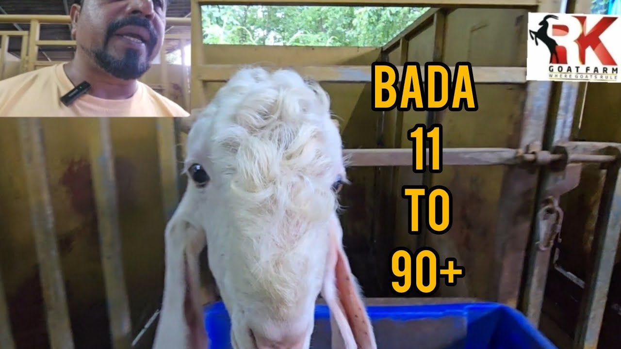 BADA NO 11 TO 90+ UPDATE...@Rkgoatfarm 