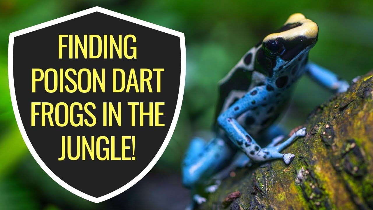 Poison Dart Frog Adventure