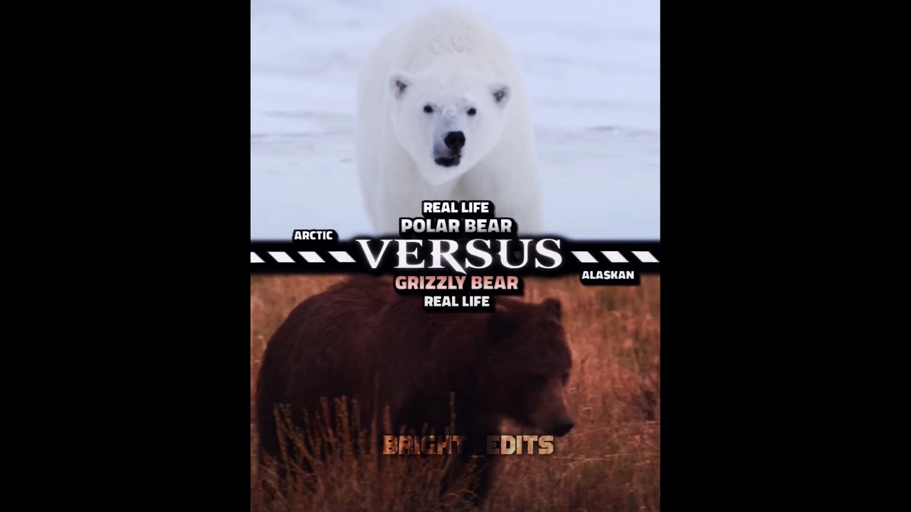 Polar Bear vs Grizzly Bear #edit #vs #animals #wildanimals #wildlife