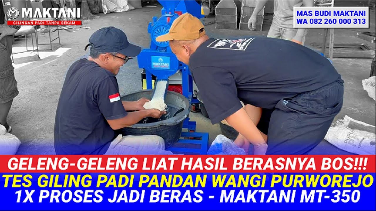 Hasil Berasnya Bikin Geleng Geleng Bos! Tes Padi Pandan Wangi Dari Purworejo Sekali Proses MAKTANI