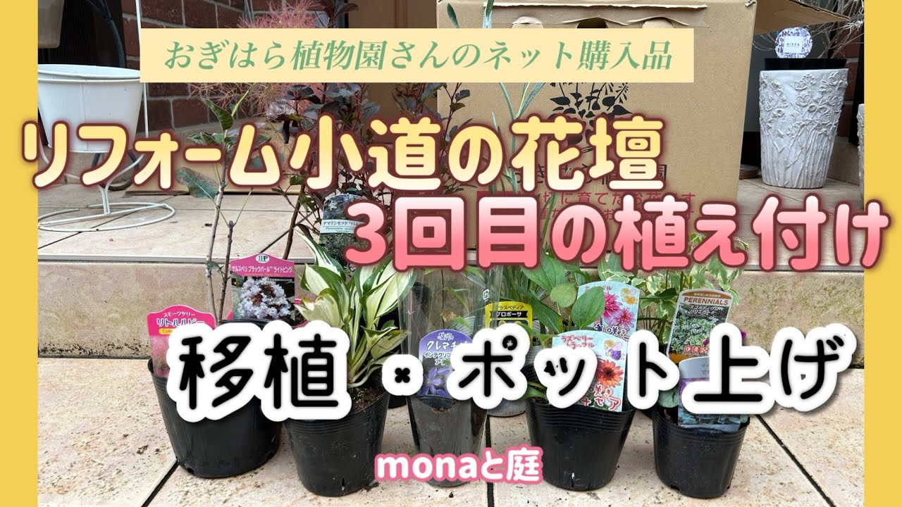 【monaと庭】ネットで購入したおぎはら植物園さんの苗を植え付け/リフォーム小道のシェードガーデンへの来春を待つ為の植え付け、クリスマスローズ、ツワブキの移植#ガーデニングブログ ＃宿根草