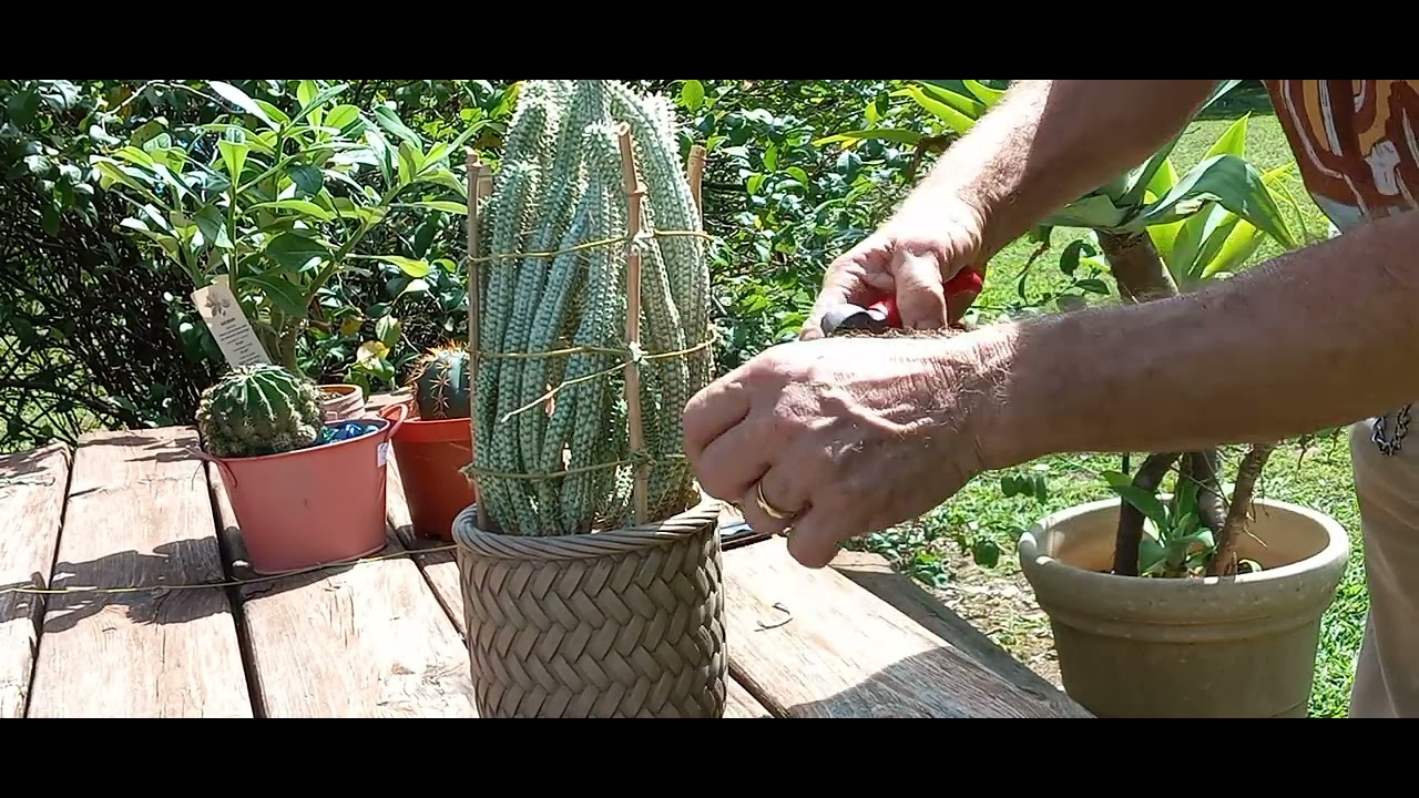 Caging My Wild Euphorbia mammilaris variagata & week end plant haul!!!🌵😃👍