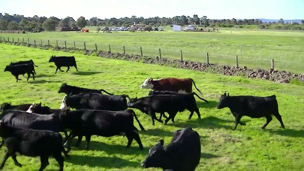 FIRST EVER FPV IN MUNDIJONG at KAMS