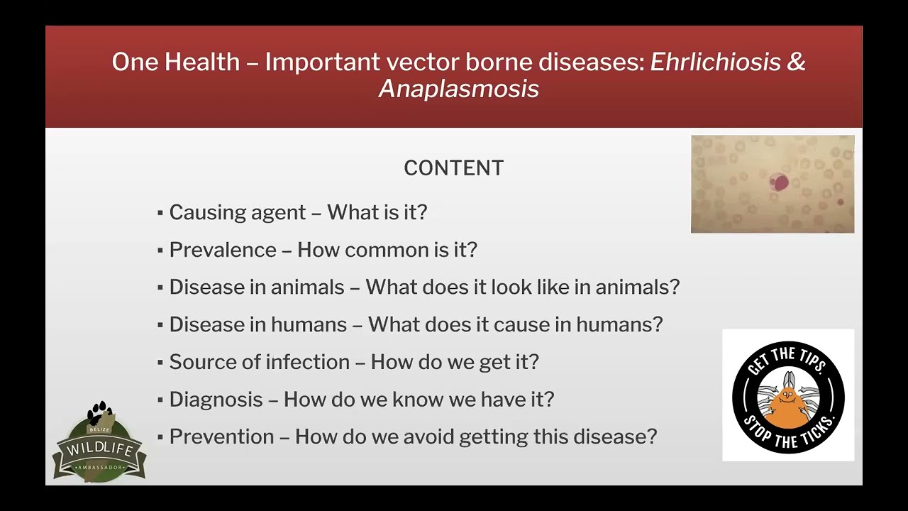 Ehrlichiosis Anaplasmosis