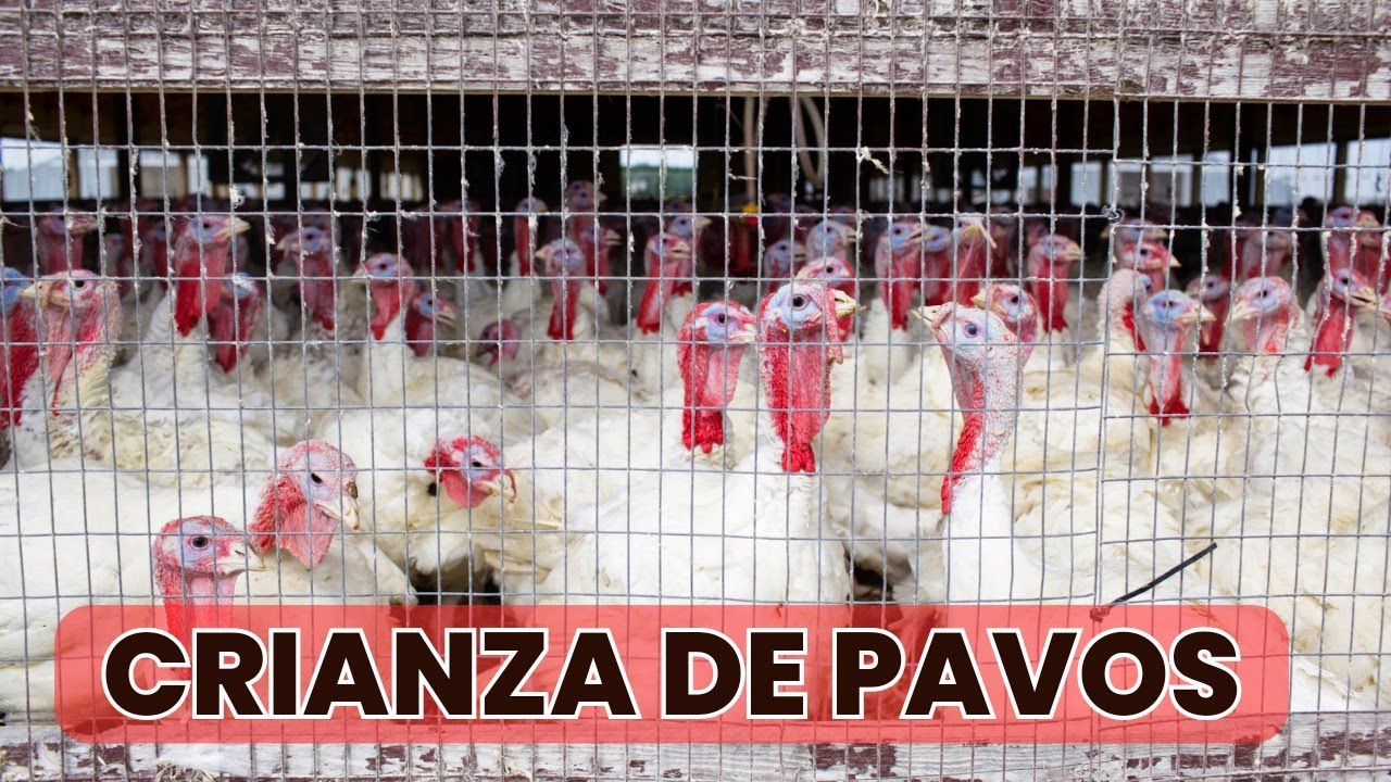 Crianza de pavos al aire libre de manera orgánica y ecológica y a bajo costos.