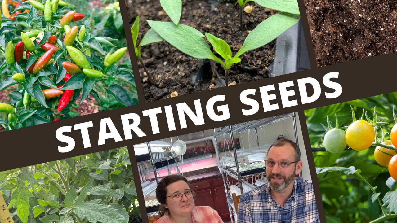 Top 10 Principles of Growing Great Vegetable Seedlings