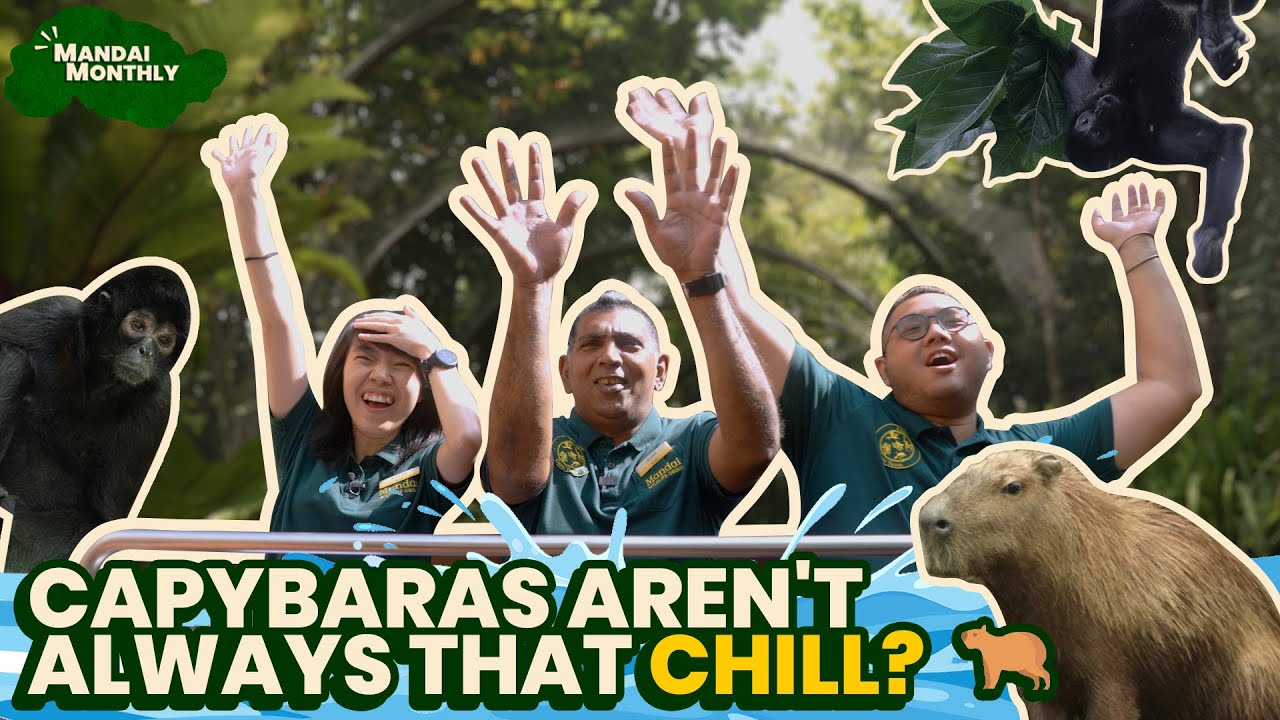 Mandai Monthly - Capybaras aren't always that chill?