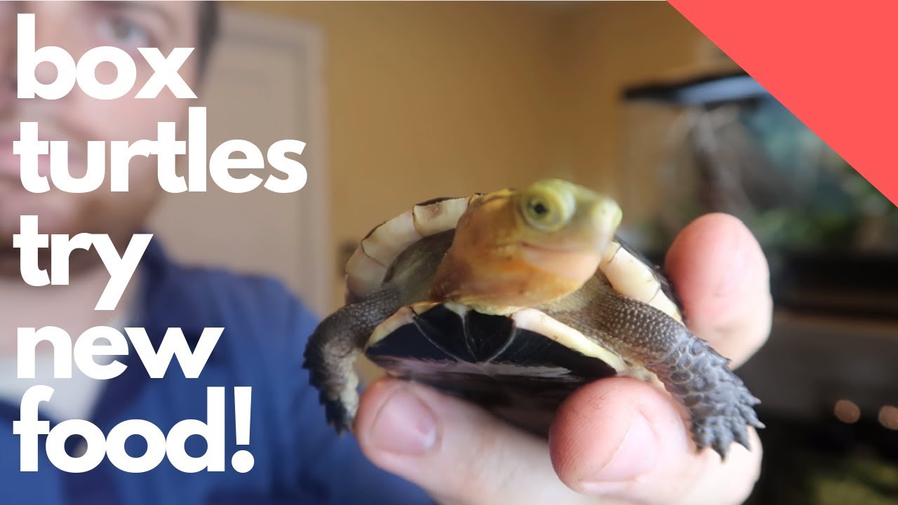 Chinese Box Turtle and Burmese Mountain Tortoise Feeding!