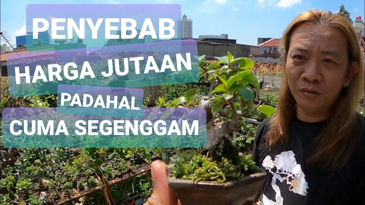 Video 25 || REVIEW BONSAI SHITO / MAME YOUNG BONSAI HARGA JUTAAN