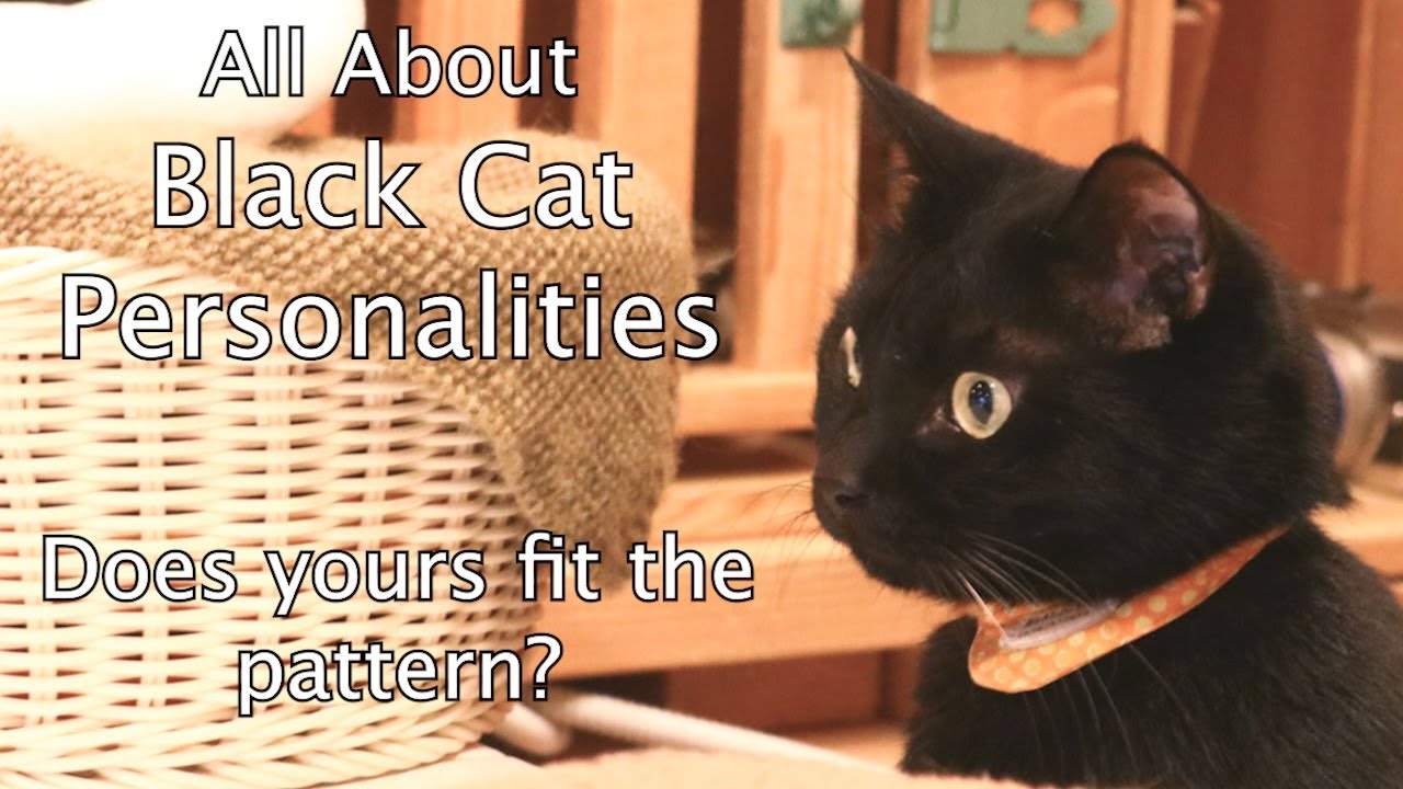 All About Black Cats