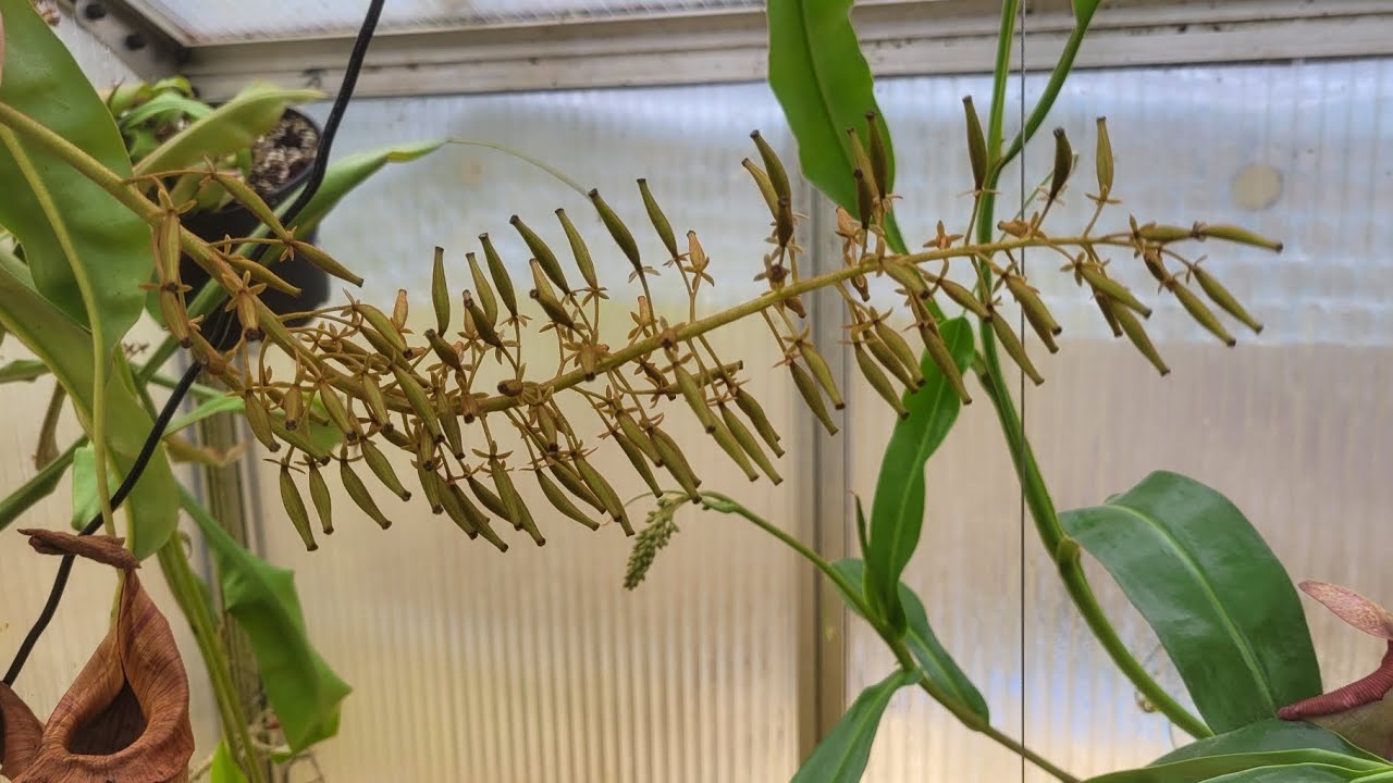 Alles was man zur Nepenthes-Best&auml;ubung wissen muss.