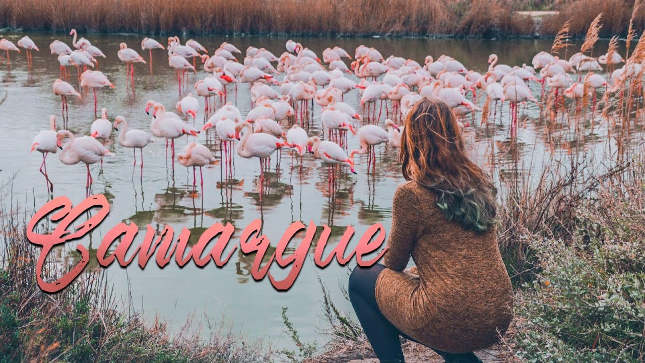 Tre giorni in CAMARGUE tra fenicotteri e Van Gogh 🌻