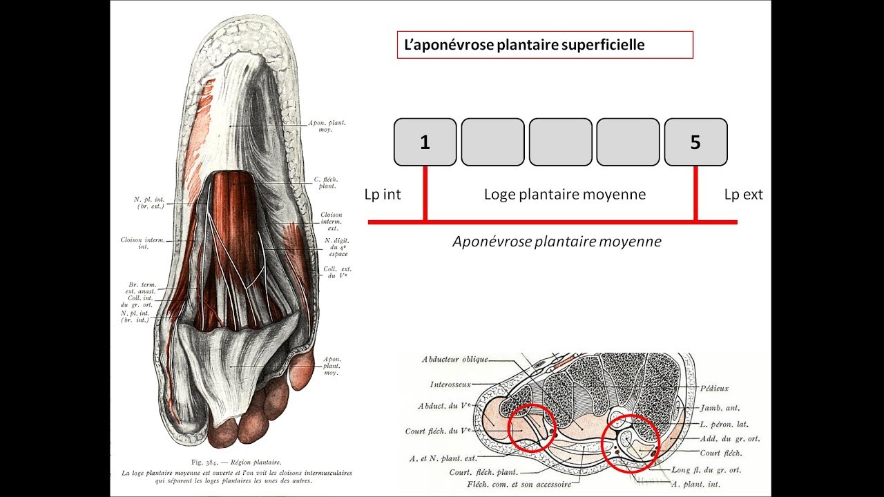 anatomie du pied