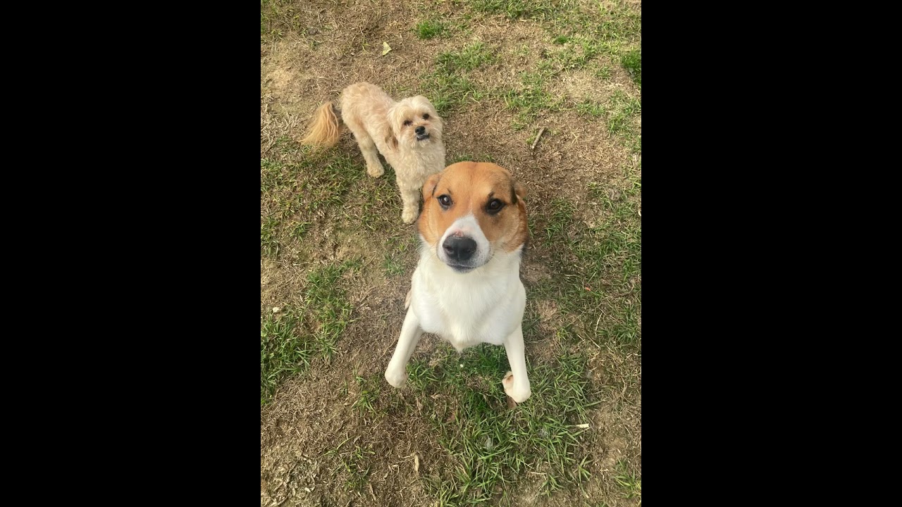 Maple and Toby- Shih Tzu mix and beagle mix 