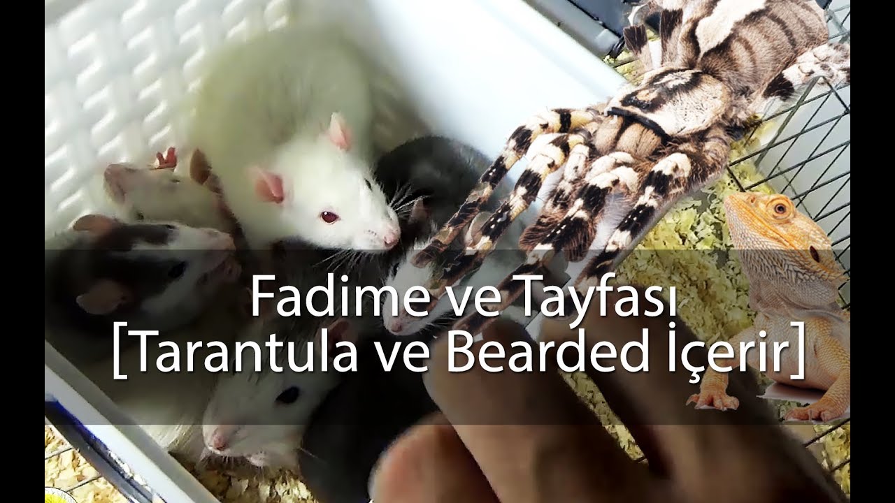 Fadime ve Tayfası - Tarantula ve Sakallı Ejder içerir..