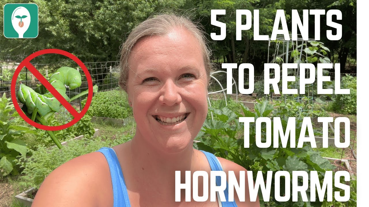 Top 5 Companion Plants to Keep Tomato Hornworms Out of Your Garden Naturally!