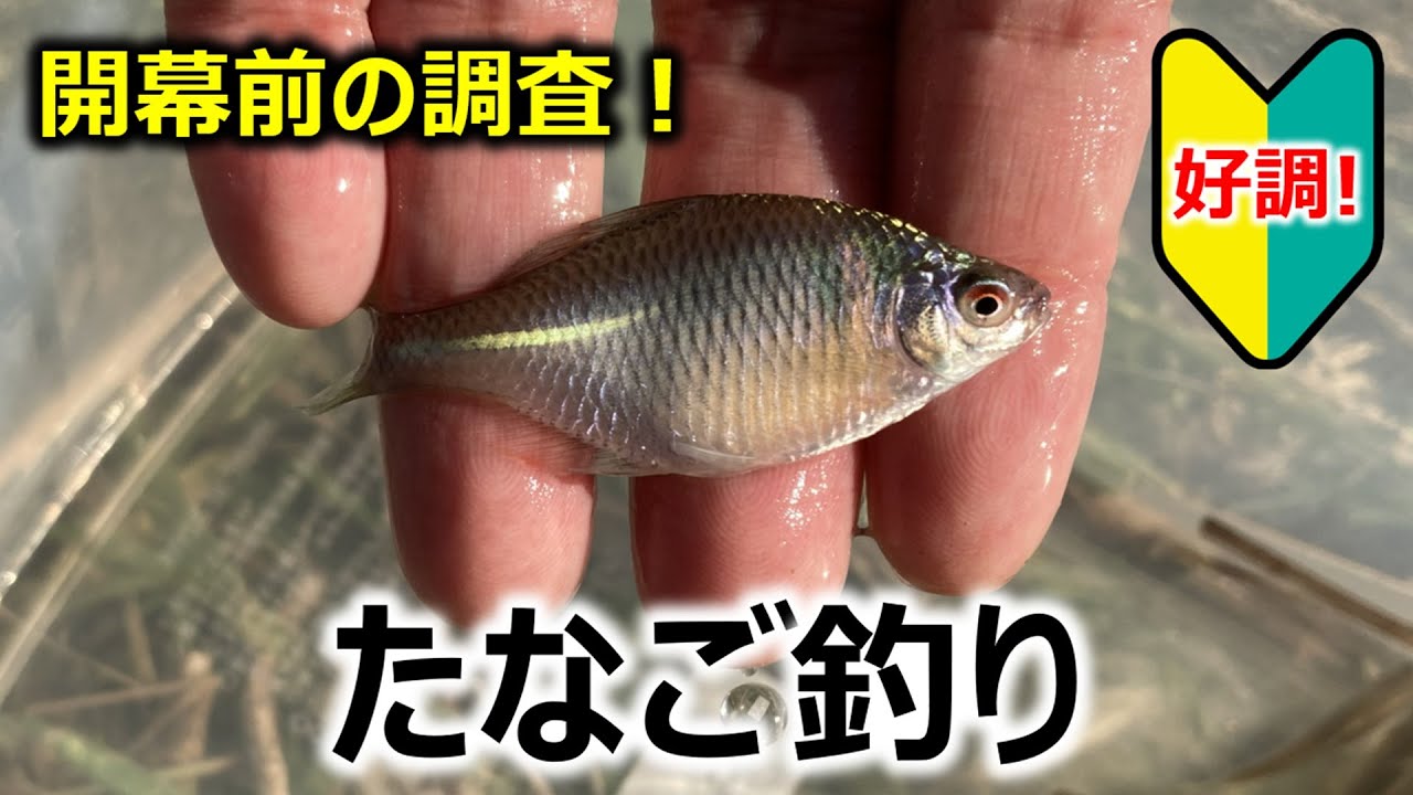 【開幕前調査！】タナゴ釣り