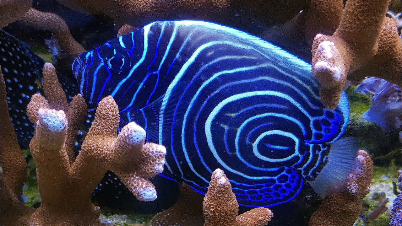 Pesci - Pomacanthus imperator