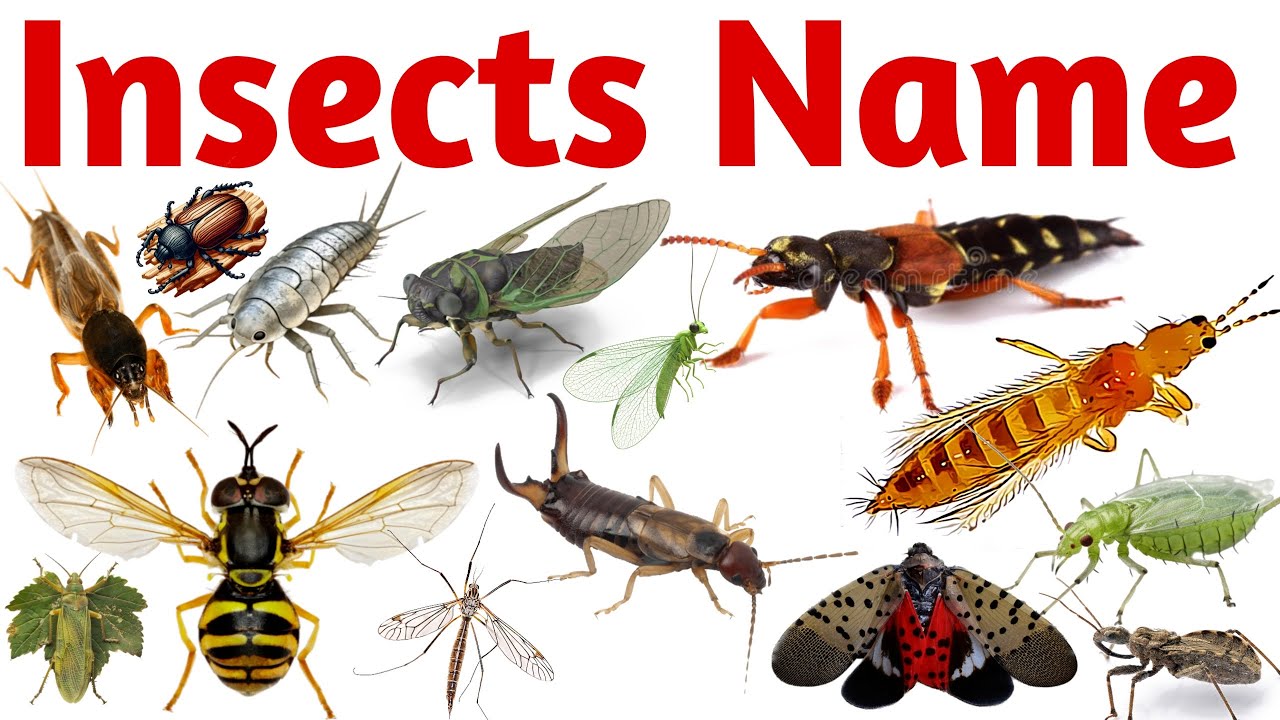 Insects Name in English | Learn Insects for Kids | Toddler & Preschool Educational Learning Video