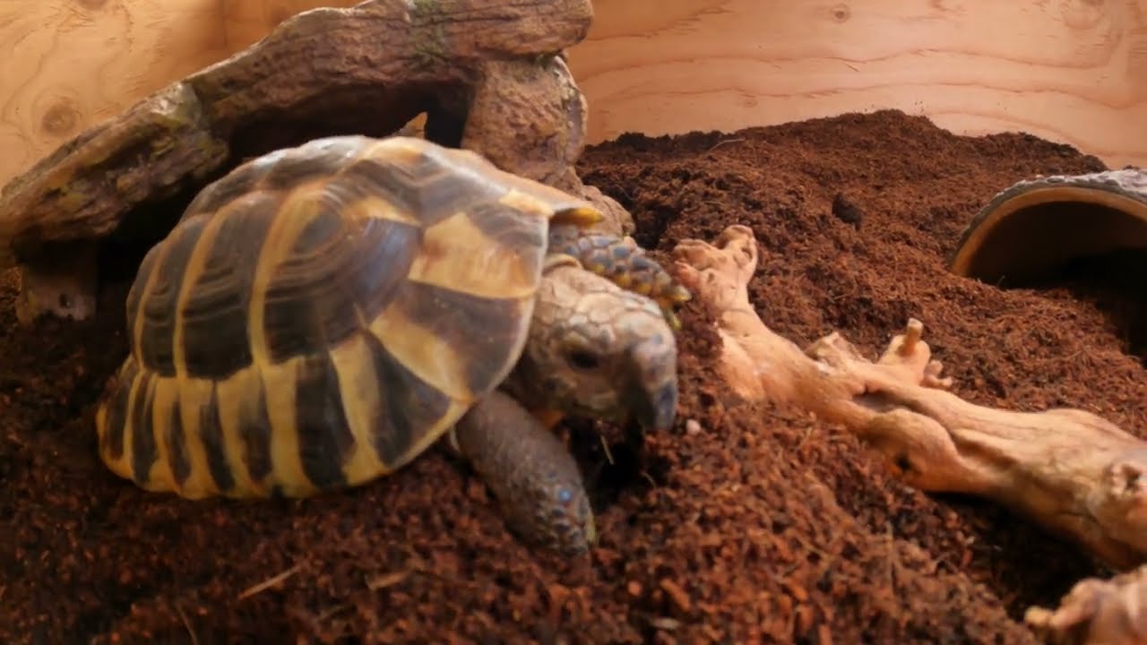 Building a Custom Tortoise Enclosure |  Easy DIY Project 