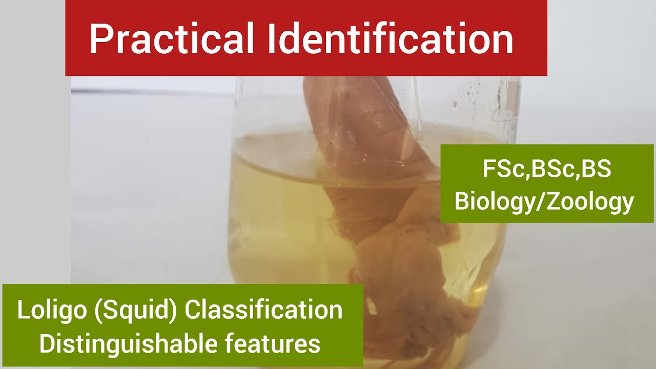 Loligo (squid) distinguishable features|Loligo characteristics|Loligo Classification|Loligo facts