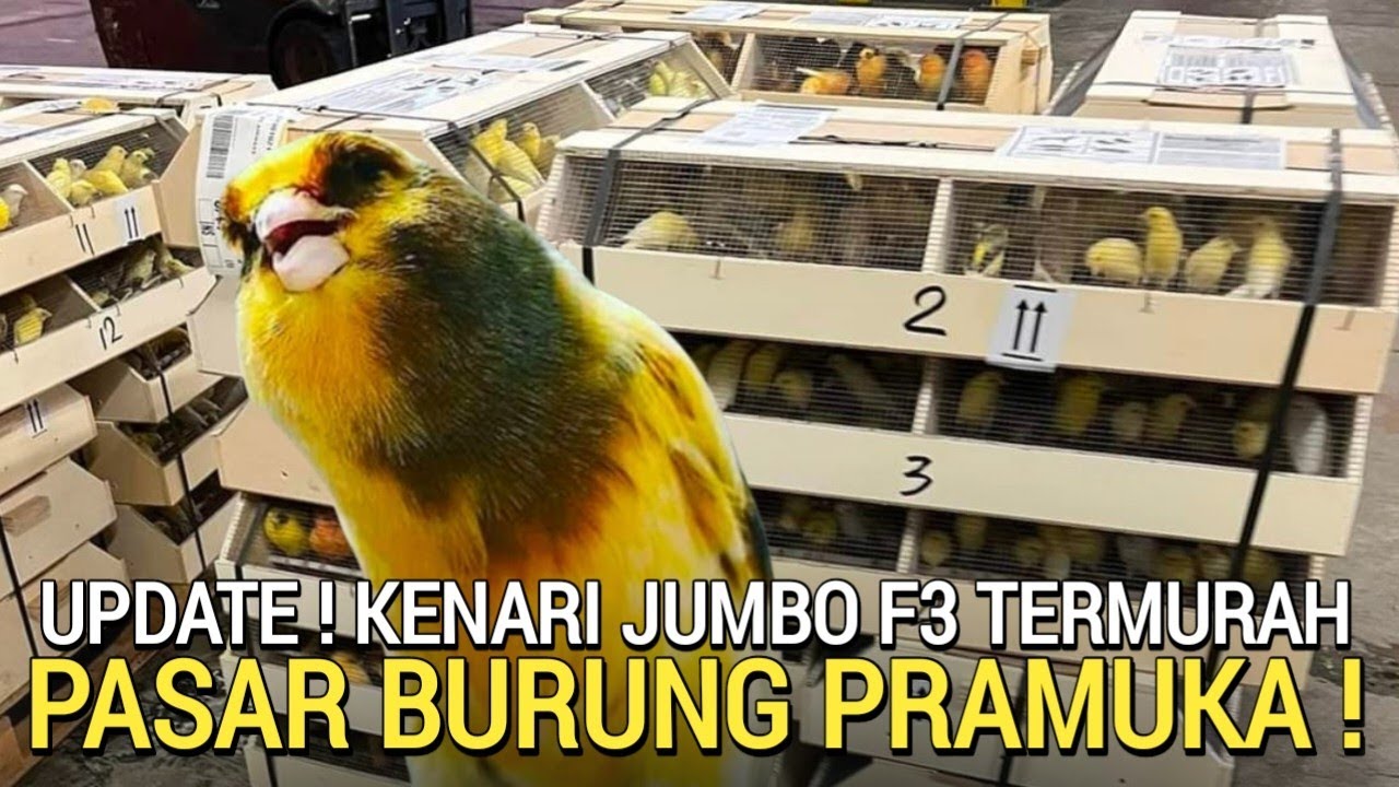 PASAR BURUNG ! MEMBLUDAK KENARI F3 OBRAL TERMURAH DI PASAR BURUNG PRAMUKA HARI INI #canary 