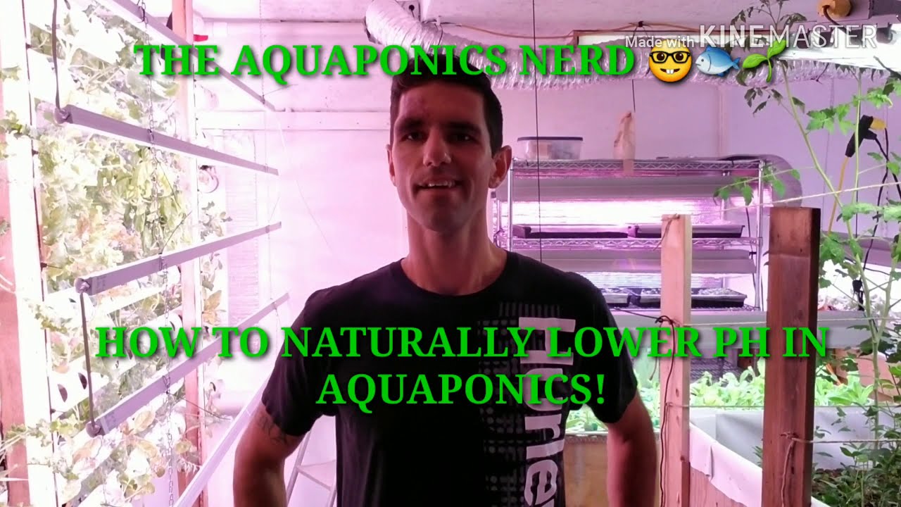 HOW TO LOWER PH NATURALLY IN AQUAPONICS!