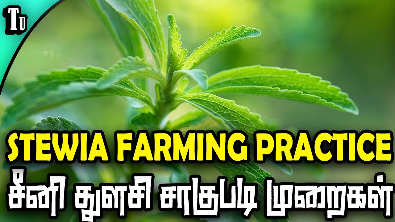 STEVIA FARMING | சீனி துளசி சாகுபடி முறைகள்
