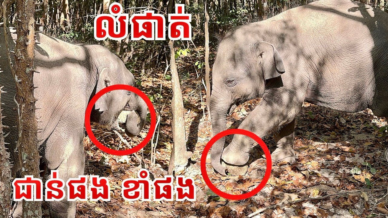 Baby Elephants Lomphat & Chanam Enjoy Eating Leaves in Phnom Tamao Forest | Cambodia Wildlife