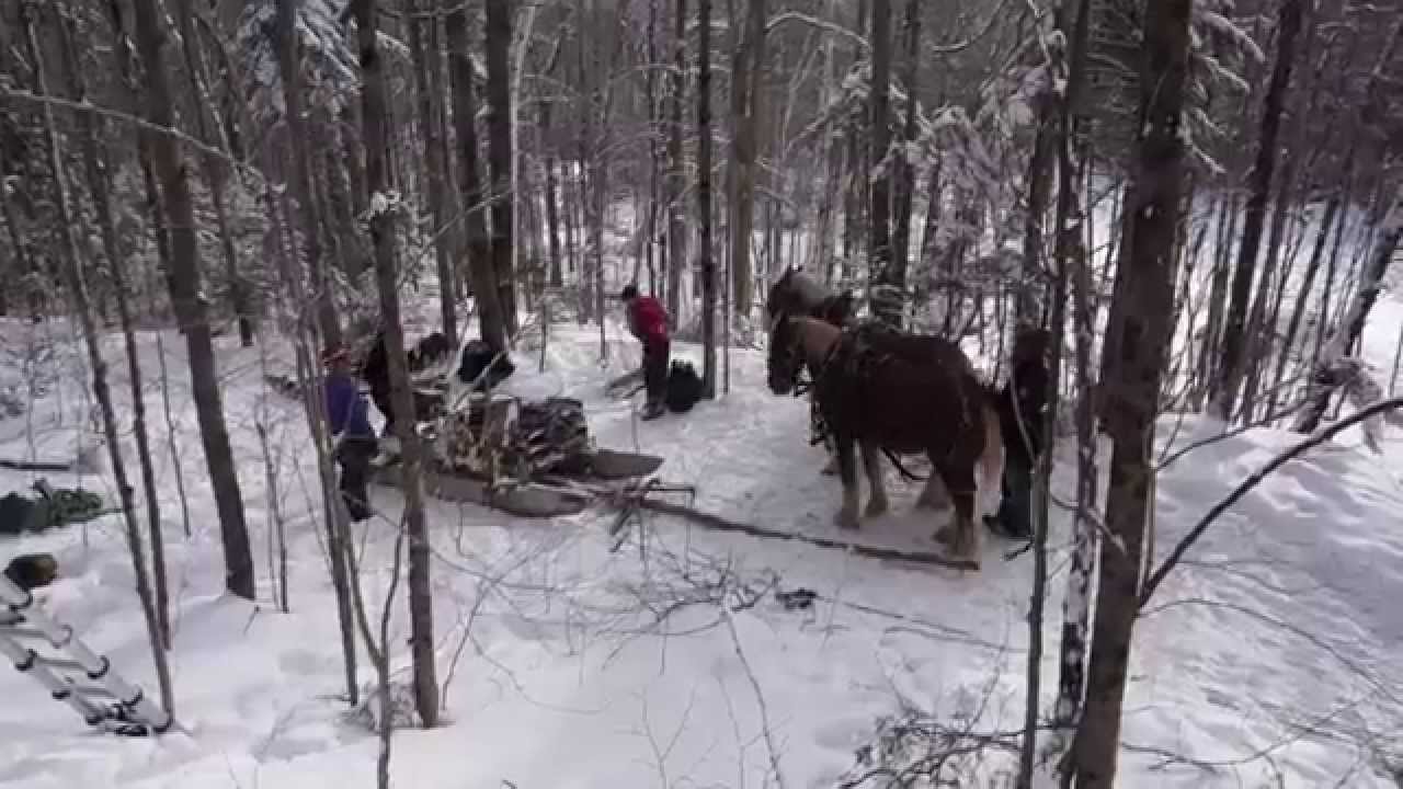 Draft Horses in The Lincoln, NH  Woods