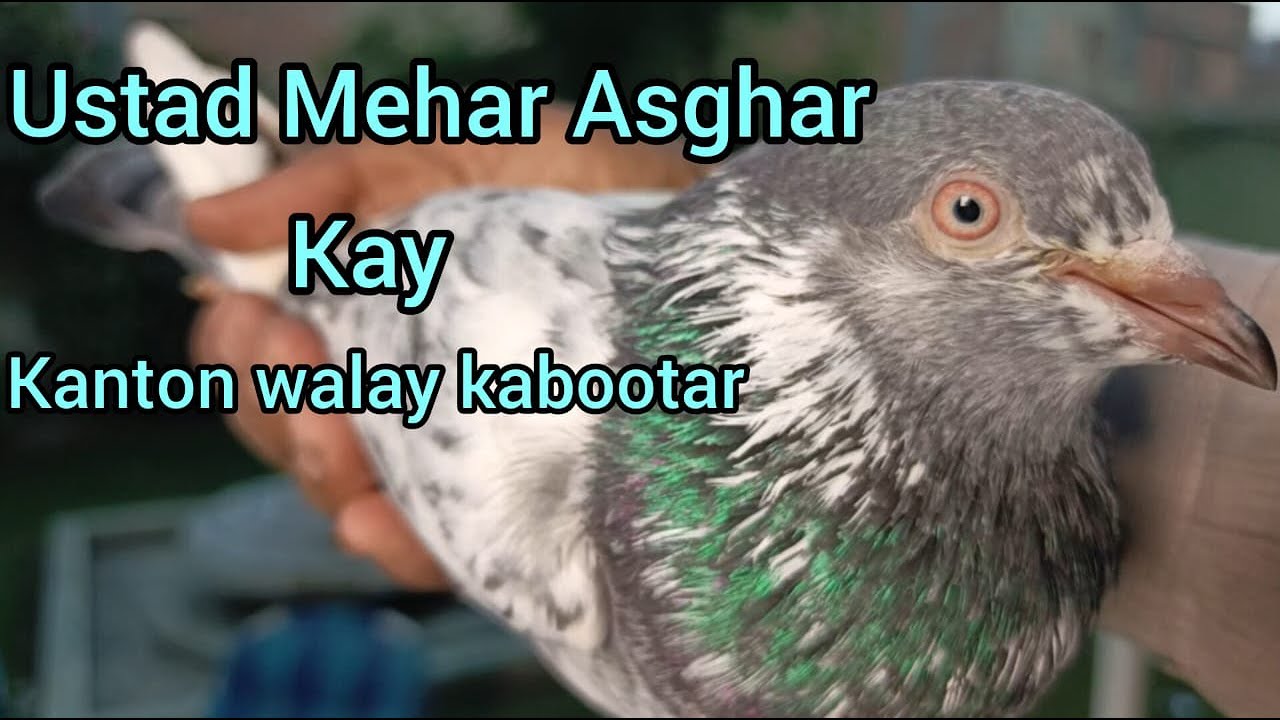 USTAD MEHAR ASGHAR KAY KANTON WALY KABOOTAR