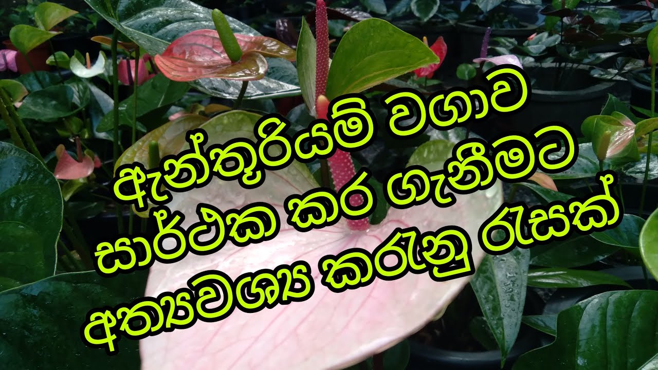 anthurium details/sri lanka natural anthurium/anthurium sinhala