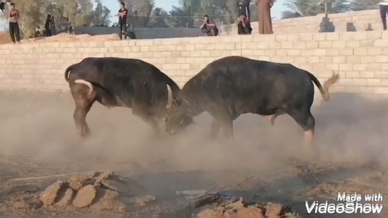 عرك جاموس ديالى