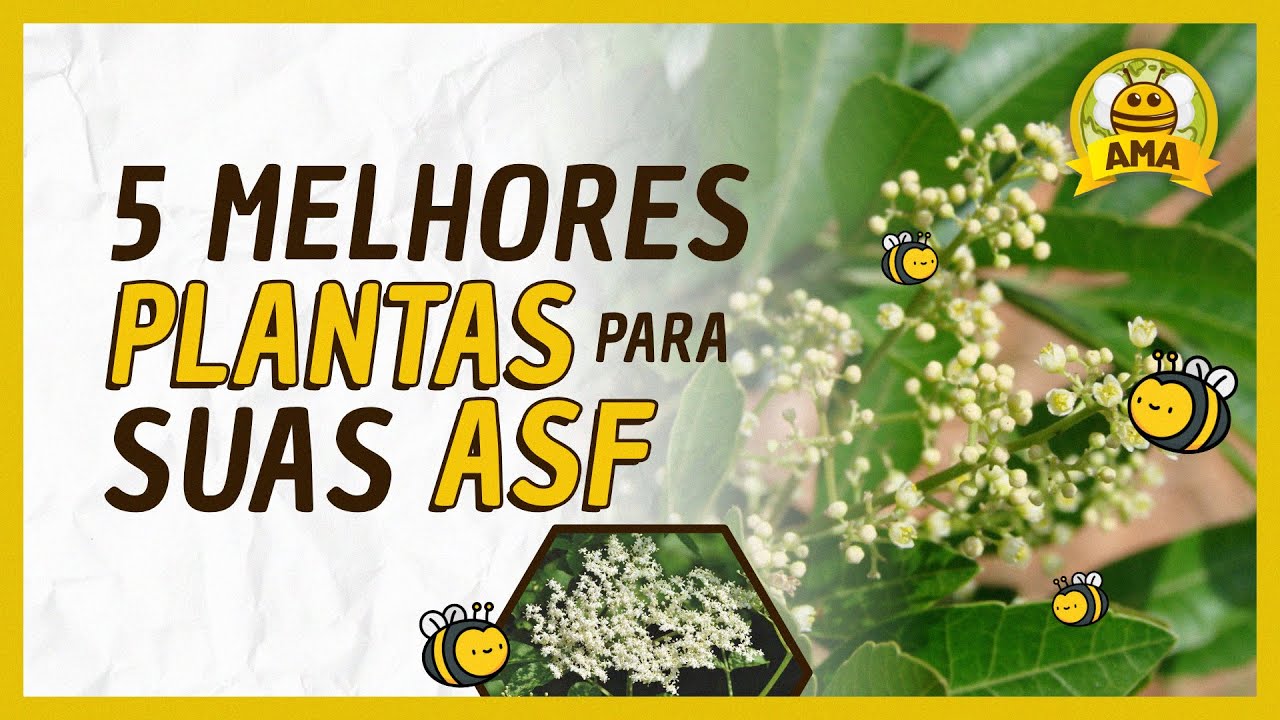 As 5 MELHORES PLANTAS para as suas abelhas SEM FERRÃO🌾🐝