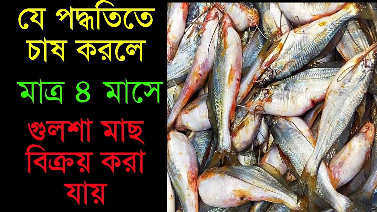 কিভাবে মাত্র ৪ মাসে গুলসা মাছ বাজারজাত করতে পারবেন | gulsha fish farming | gulsha macher pona