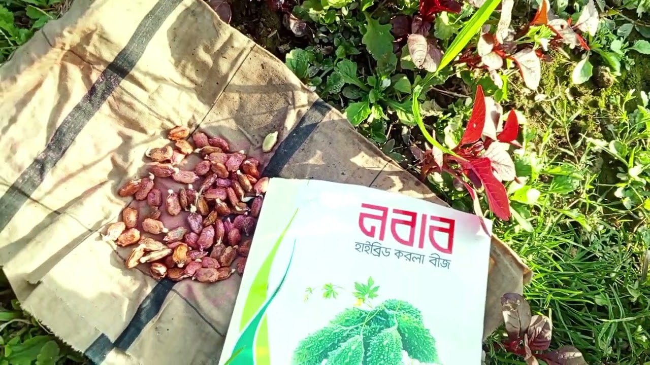 শসার সাথী ফসল হিসেবে করল্লার বীজ বসাইলাম,,, 