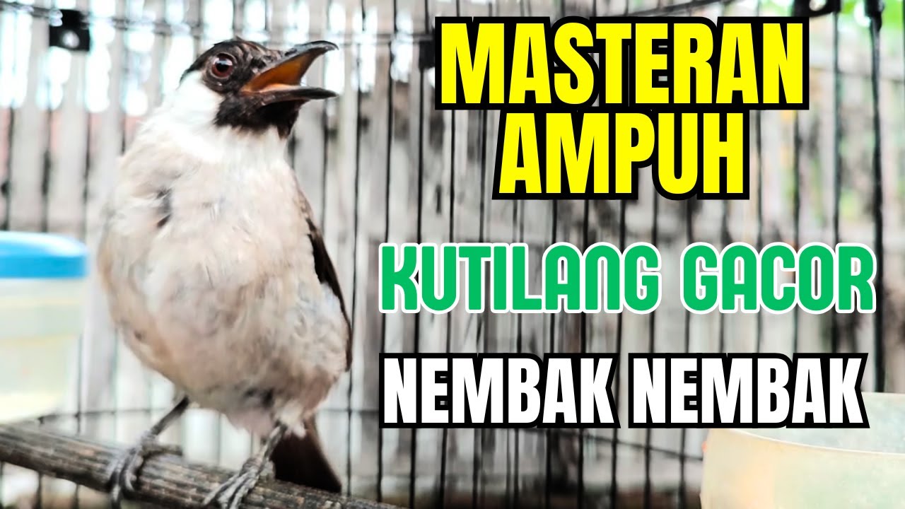 Suara Kutilang Pancingan GACOR! Suara KUTILANG ASLI ISIAN UNTUK MASTERAN SEMUA BURUNG KUTILANG