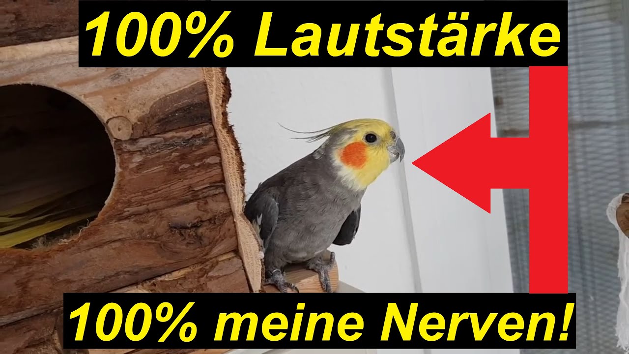 Nymphensittich Männchen dreht auf. 100% Gesang und Lautstärke. | SeppelPower