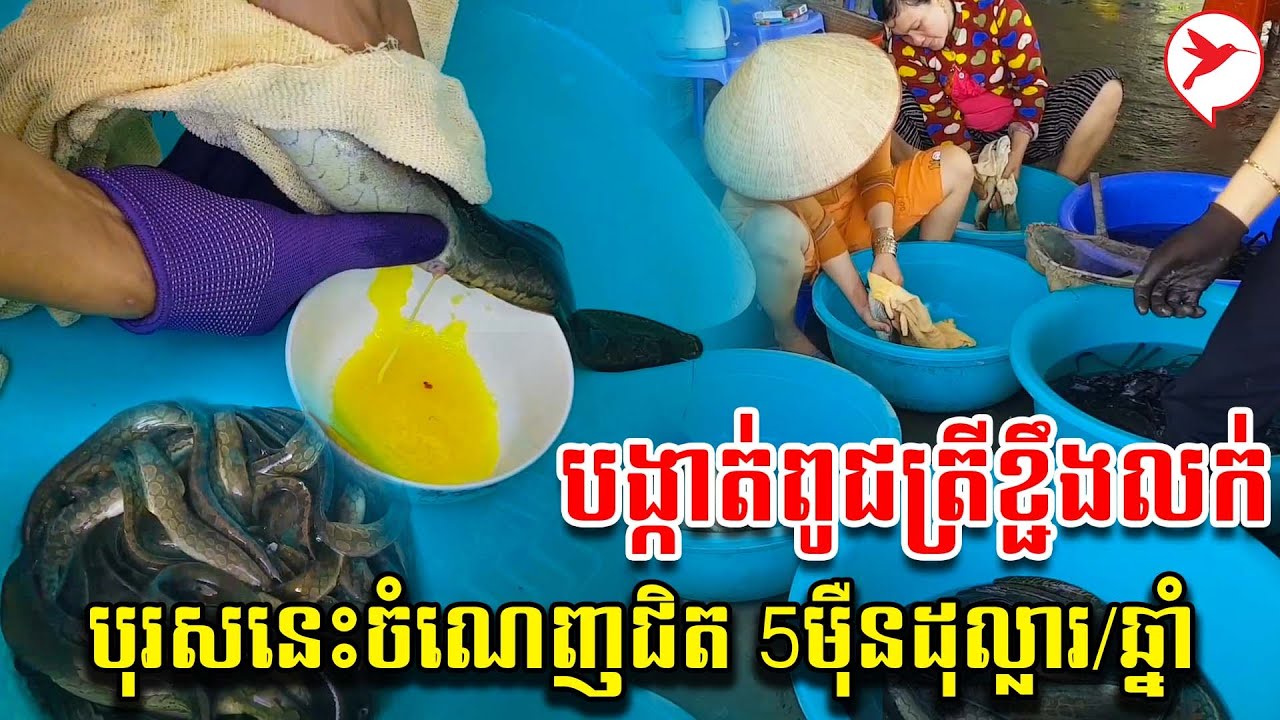 បង្កាត់ពូជត្រីខ្ជឹងលក់ បុរសនេះចំណេញជិត 5ម៉ឺនដុល្លារ/ឆ្នាំ | កម្មវិធីកសិកម្ម