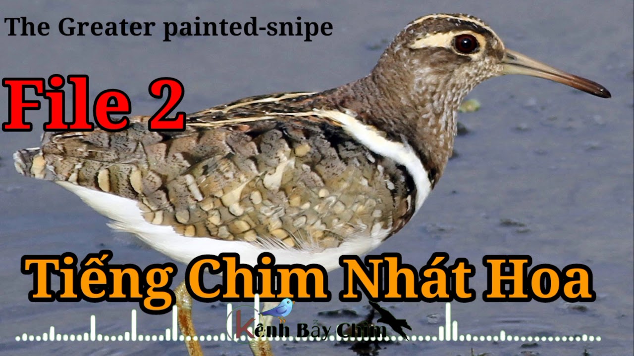 Tiếng Chim Nhát Hoa Chuẩn Cho Anh Em Đánh Đêm - File 2 - The Greater Painted Sniper | Kênh Bẫy Chim