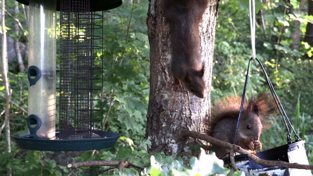 European Red Squirrel asmr